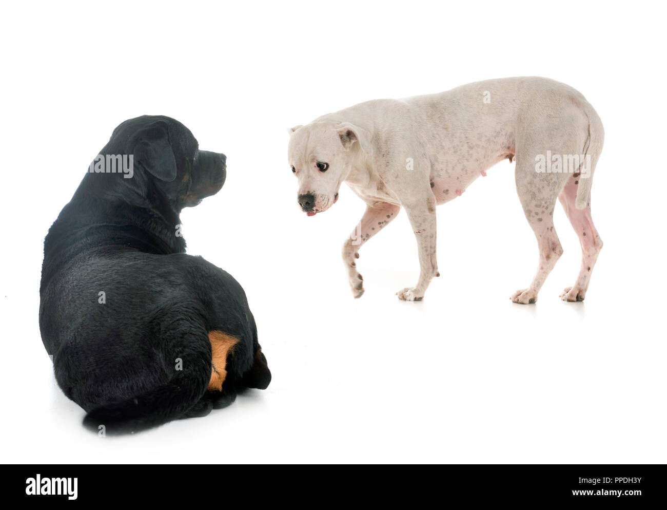 Argentinische Hund und Rottweiler vor weißem Hintergrund Stockfoto