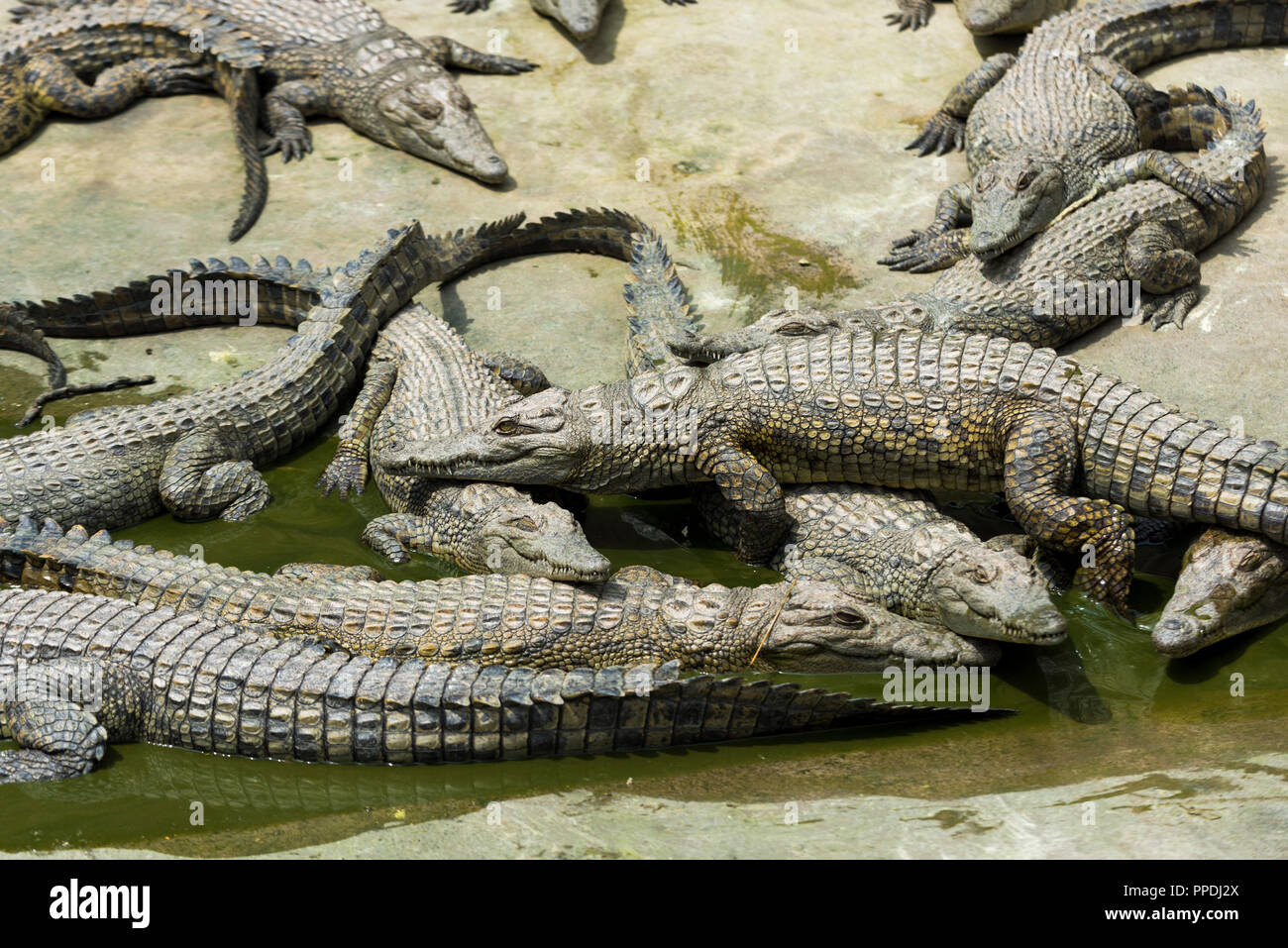 Junge Krokodil ruht im Wasser in Crocodile Park, Uganda Stockfoto