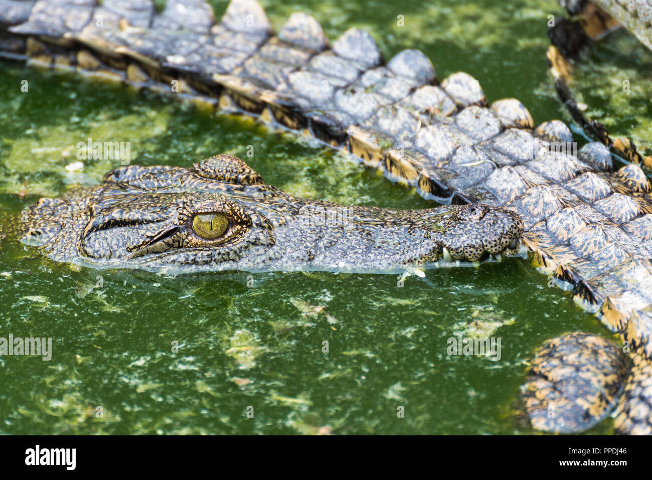 Junge Krokodil mit Jaws in Wasser in Crocodile Park, Uganda öffnen Stockfoto