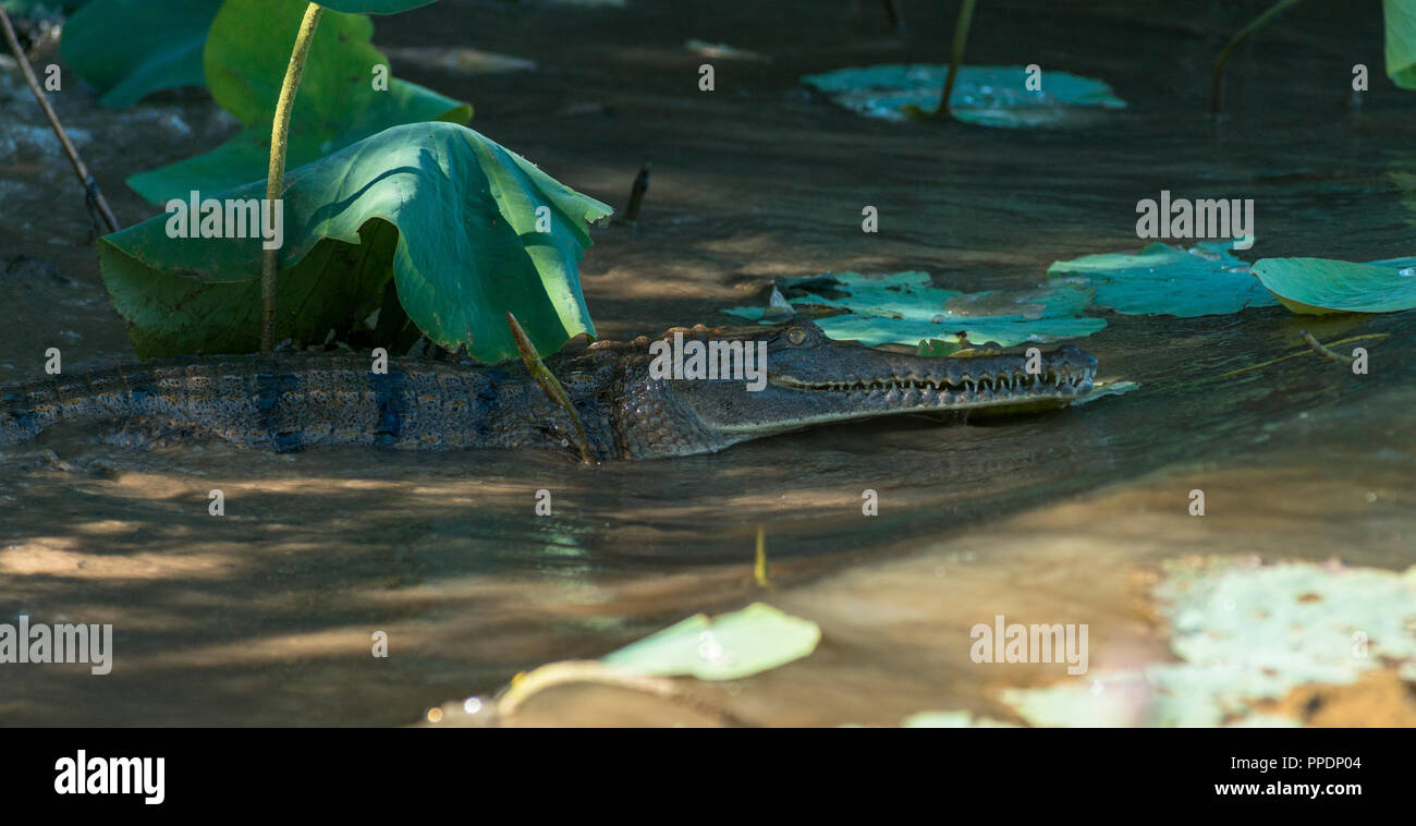 Frisches Wasser Krokodil, Crocodylus johnstonii Mary River Wetlands, Katherine, Northern Territory, Australien Stockfoto