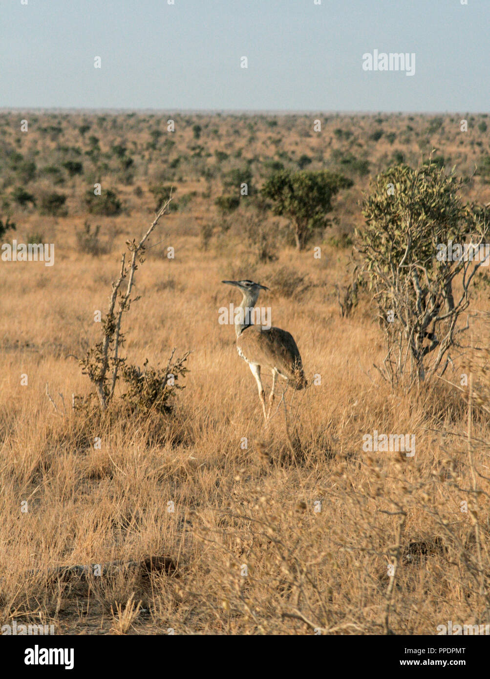 Kenia Tsavo Ost - Strauß in Ihren finden Stockfoto