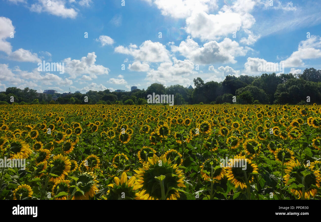Blick auf ein Feld mit Sonnenblumen von hinten unter einem blauen Himmel und Wolken Stockfoto