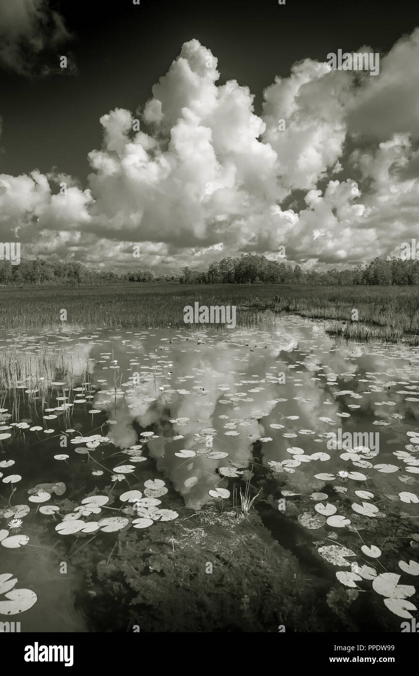 Die dramatischen Florida Sky hat man das Gefühl, man konnte die Hand ausstrecken und ihn berühren, wie die seichten Gewässer tun und das schwimmende Pflanzen unten. Stockfoto