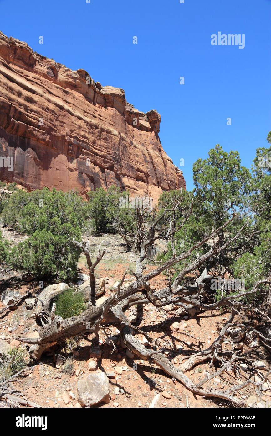 Colorado National Monument in den Vereinigten Staaten. Teil des National Park Service. Pinyon Kiefer (Pinus edulis) neben Monument Canyon Rim Trail. Stockfoto