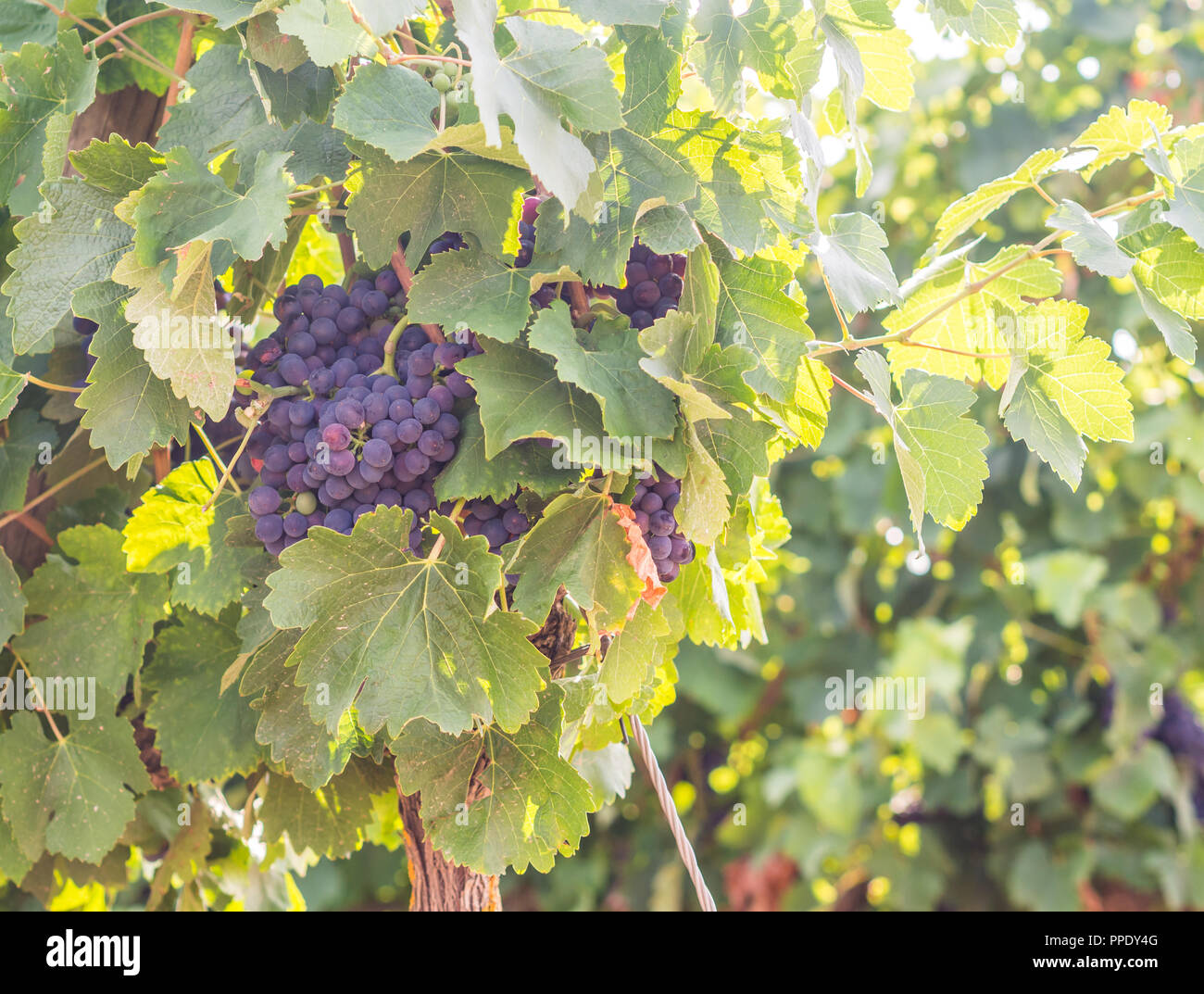 Rote Trauben in Wein Region Setubal, Portugal wächst. Stockfoto