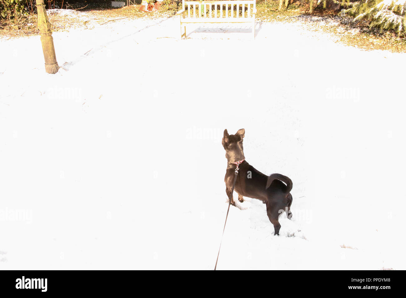 Schwarzer Hund in einer verschneiten Garten. Stockfoto