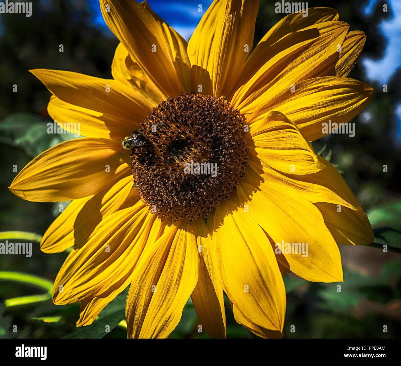HDR Sonnenblume Kelowna, BC Kanada Stockfoto