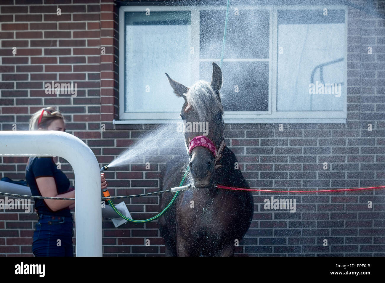 Spritzwasser beim Waschen ein Pferd von einem Schlauch Stockfoto