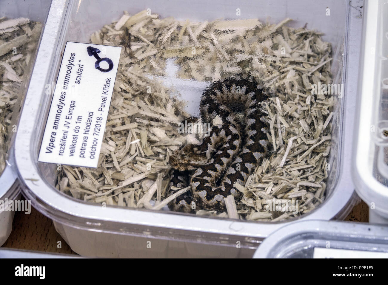 Verkauf von Terrarientieren in Kunststoffbehältern auf dem Markt - Nase horned Viper Vipera ammodytes, Prag, Tschechische Republik Stockfoto