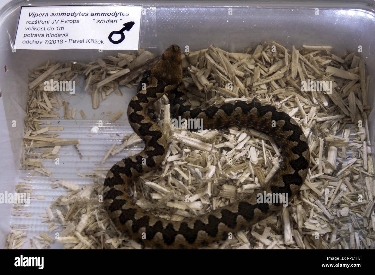 Verkauf von Terrarientieren in Kunststoffbehältern auf dem Markt - Nase horned Viper Vipera ammodytes, Prag, Tschechische Republik Stockfoto