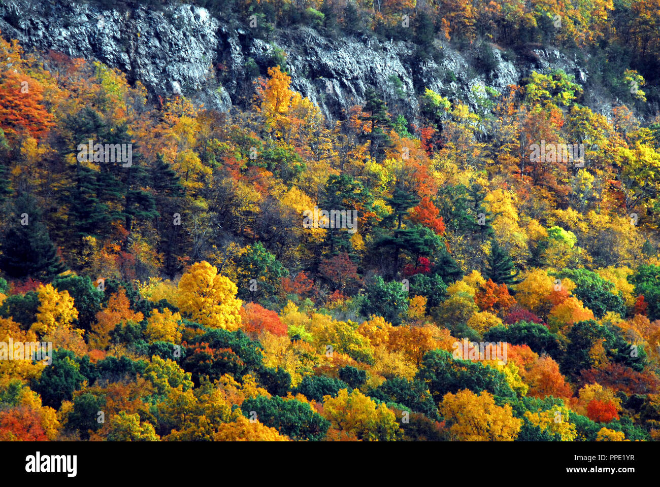 Schönen Herbst Farben der Bäume an einem Berghang in Connecticut. Stockfoto