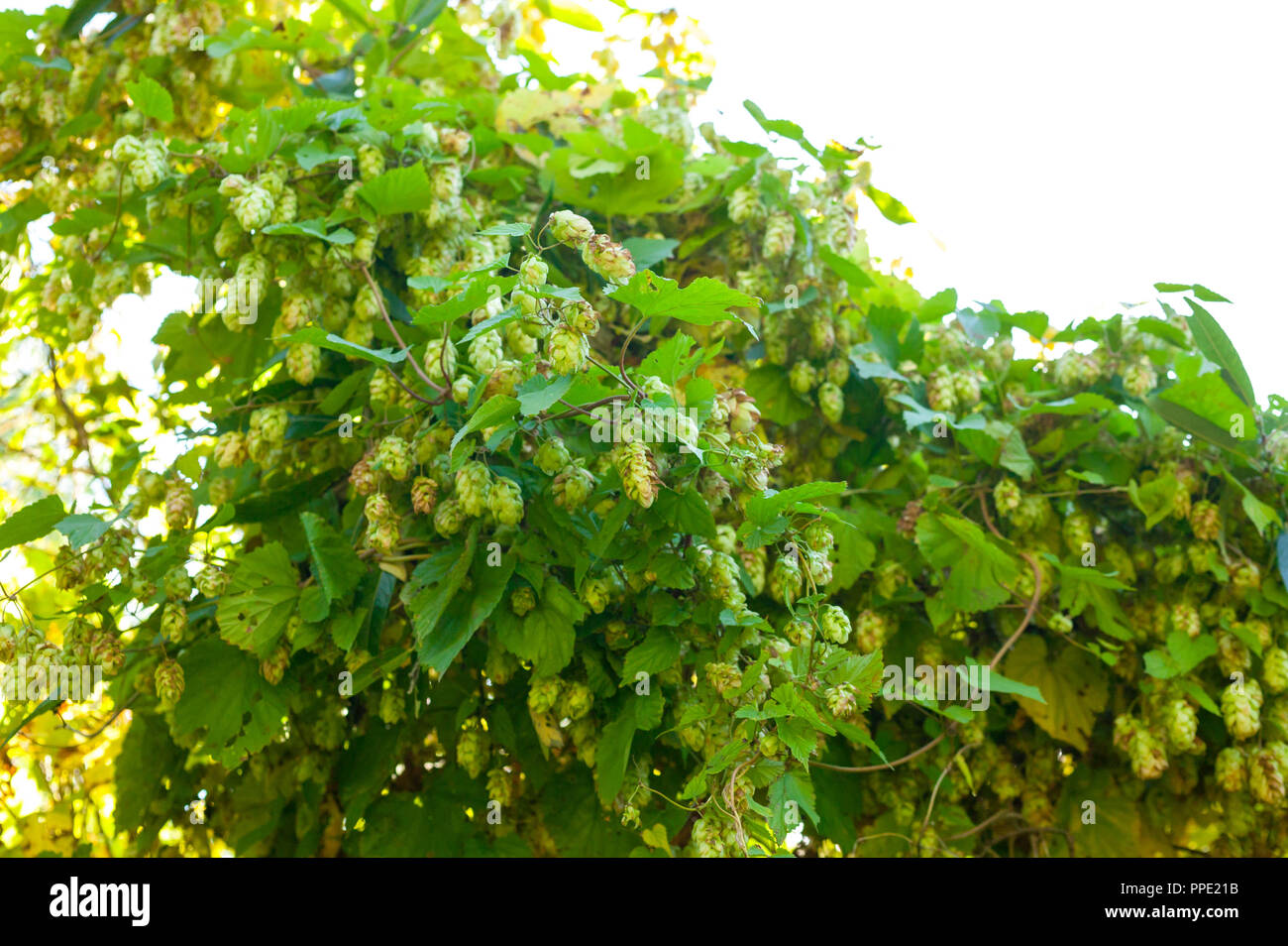 Wilder Hopfen. Isolierte Zusammensetzung auf weißem Hintergrund Stockfoto