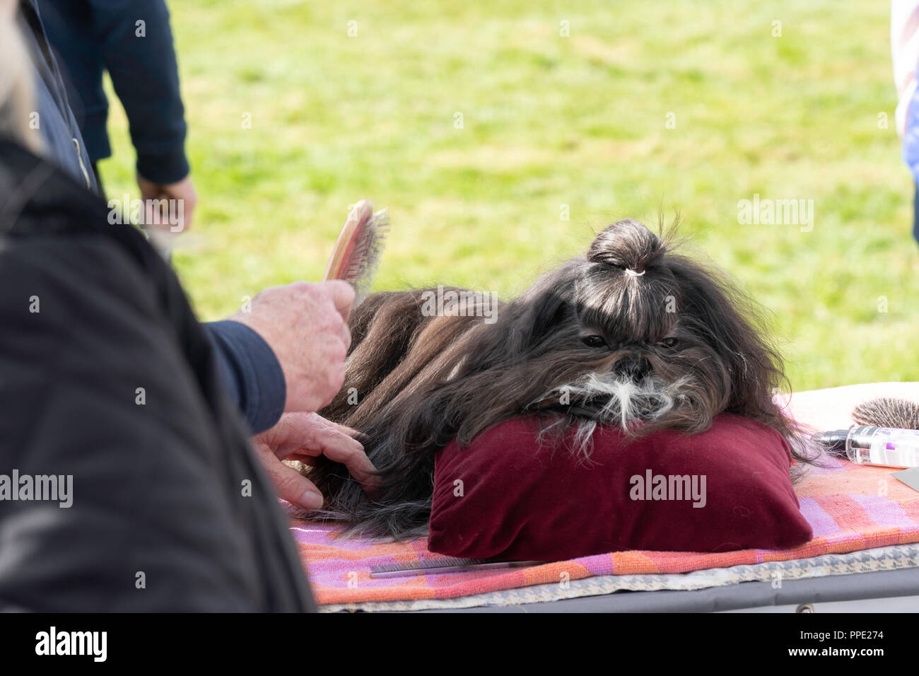 Ein dunkelbrauner Pekingese-Hund, der sich vor einem Wettbewerb auf der Nidderdale Show, Pateley Bridge, England, Großbritannien, auf einem Kissen ausruht. Stockfoto