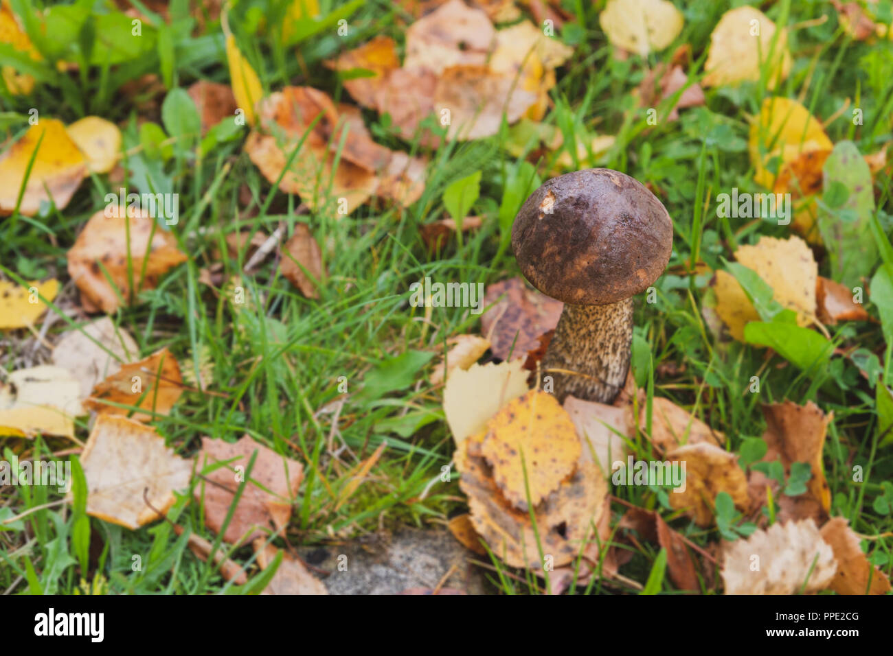 Pilze Steinpilze wächst im Wald im frühen Herbst Stockfoto