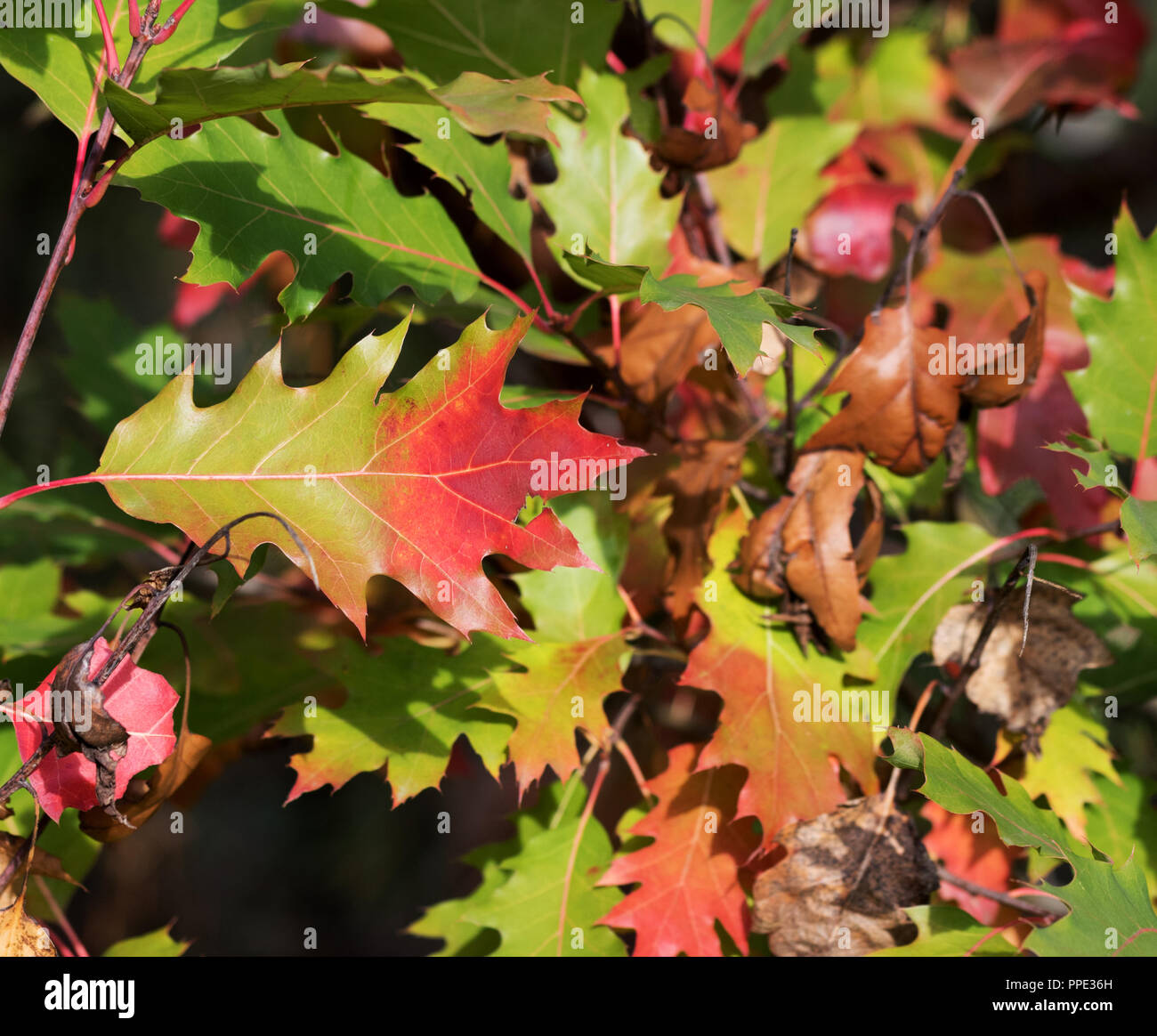 Eiche (Quercus rubra) mit bunten Blätter im Herbst Wald in Nizza Sonne Tag Stockfoto