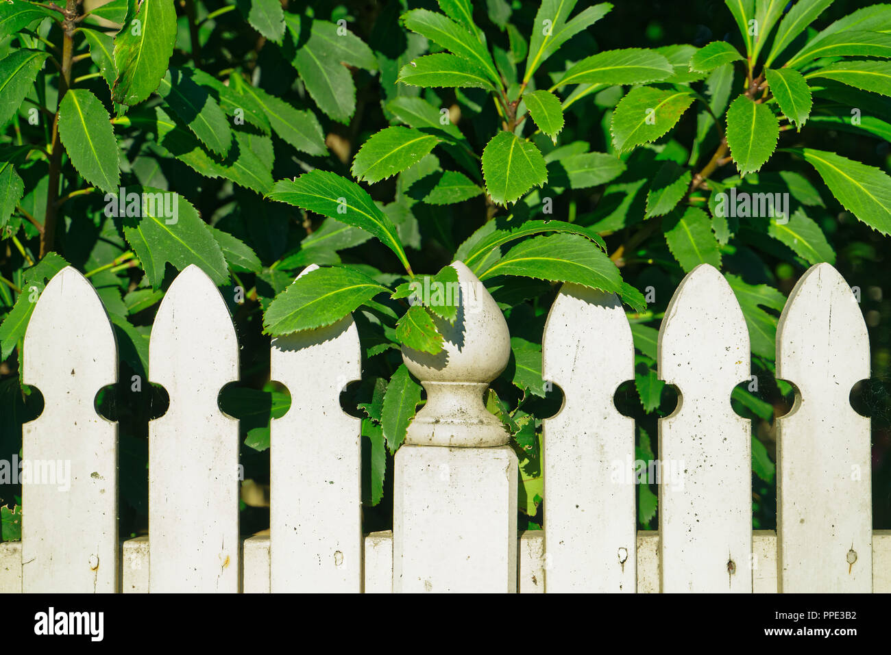 Weißen Lattenzaun durch einen Busch bewachsene Stockfoto