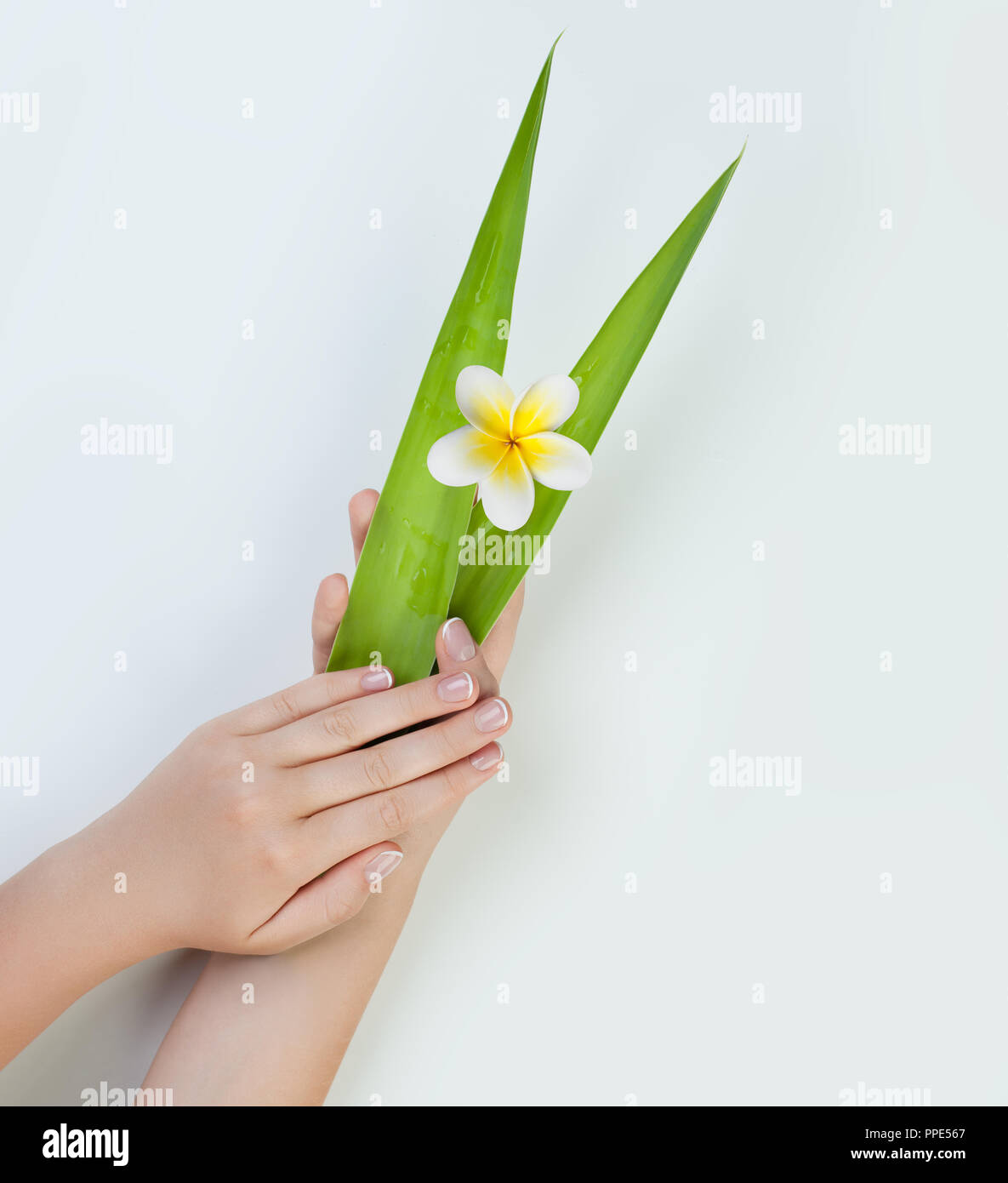 Schöne weibliche Hände mit Blättern und Blüten für Wellness Maniküre Stockfoto