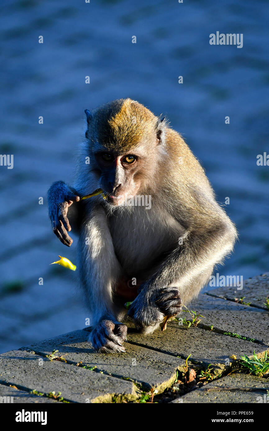 Affe nach Essen suchen Stockfoto