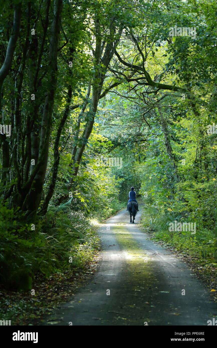 Pferd Reiter im Wald in East Devon Stockfoto