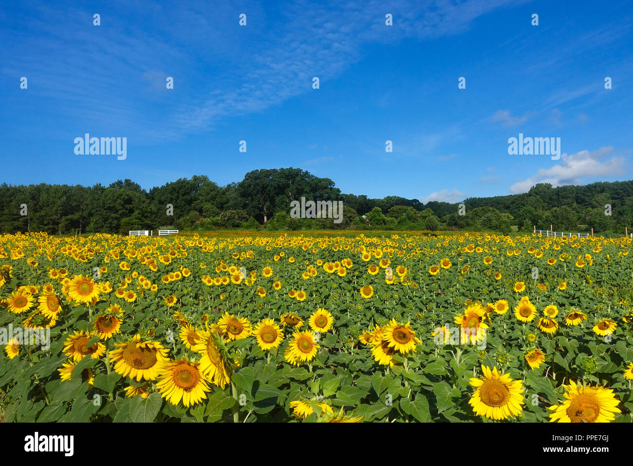 Eine Landschaft, die Aussicht auf ein Feld mit Sonnenblumen im Sommer in das Land unter einem blauen Himmel und Wolken Stockfoto
