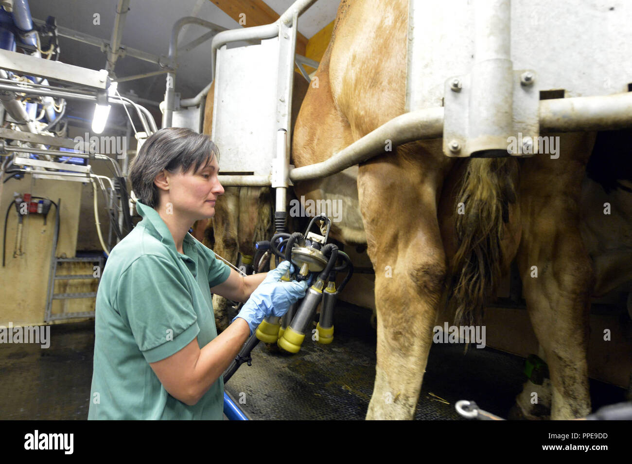 Der Bauer Barbara Meitinger beim Melken in den frühen Morgen. Die Tiere werden in einem Melkstand angetrieben, so acht Tieren gleichzeitig gemolken werden kann. Stockfoto