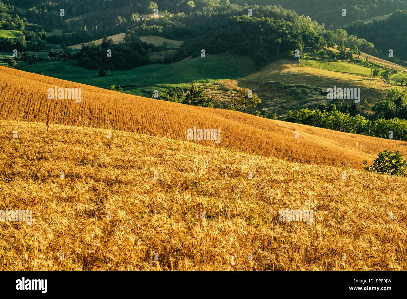 Anbaufläche im nördlichen Apennin, Provinz Bologna, Emilia Romagna, Italien. Stockfoto