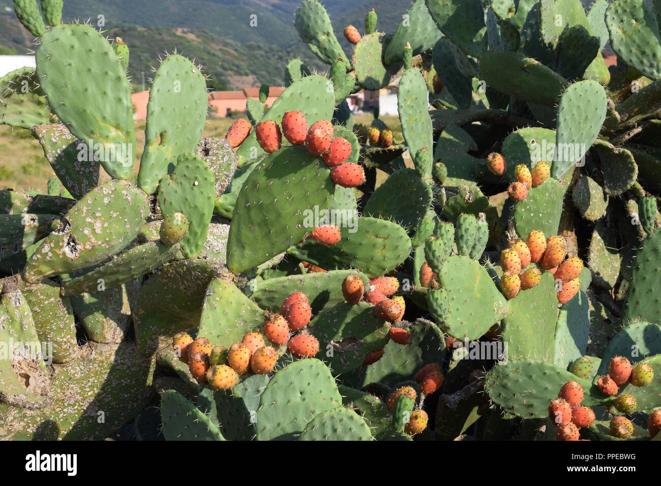 Wild wachsenden Kakteen Pflanze mit reifem Obst, Frchte der Opuntia  ficus-indica eine Art Kaktus von Sardinien Stockfotografie - Alamy