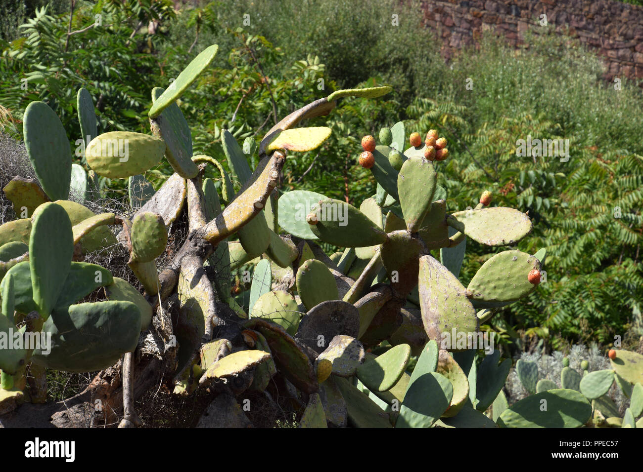 Früchte der Opuntia ficus-indica eine Art Kaktus von Sardinien, Große Pflanze Opuntia ficus-indica Stockfoto