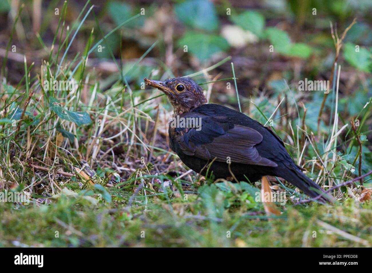 Gemeinsame Amsel (Turdus merula), die Symptome und das Verhalten der