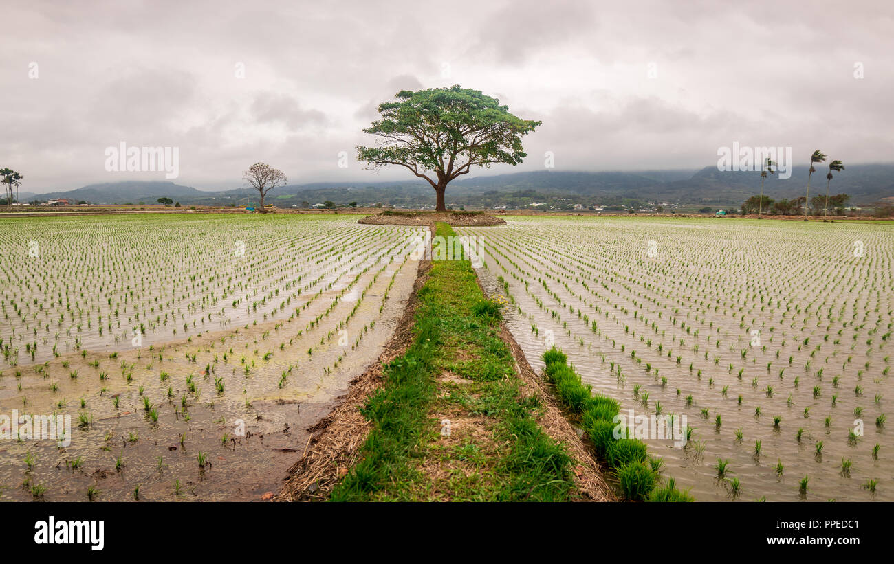 Einsamer Baum in einem Feld von Reis, Taitung County, Taiwan Stockfoto