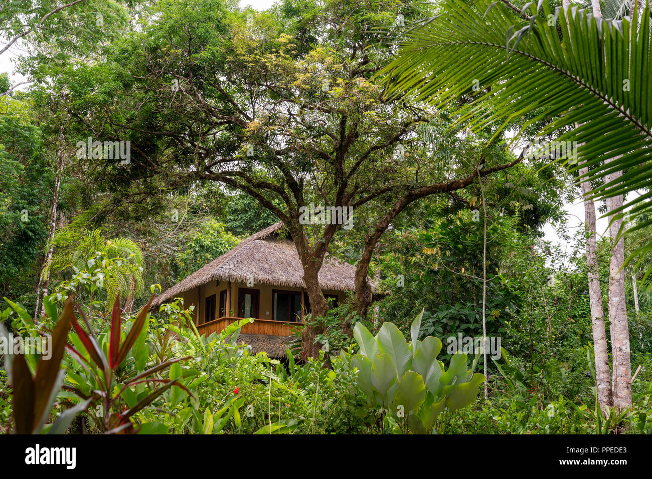 Regenwald, Corcovado Nationalpark, Halbinsel Osa, Costa Rica Stockfoto