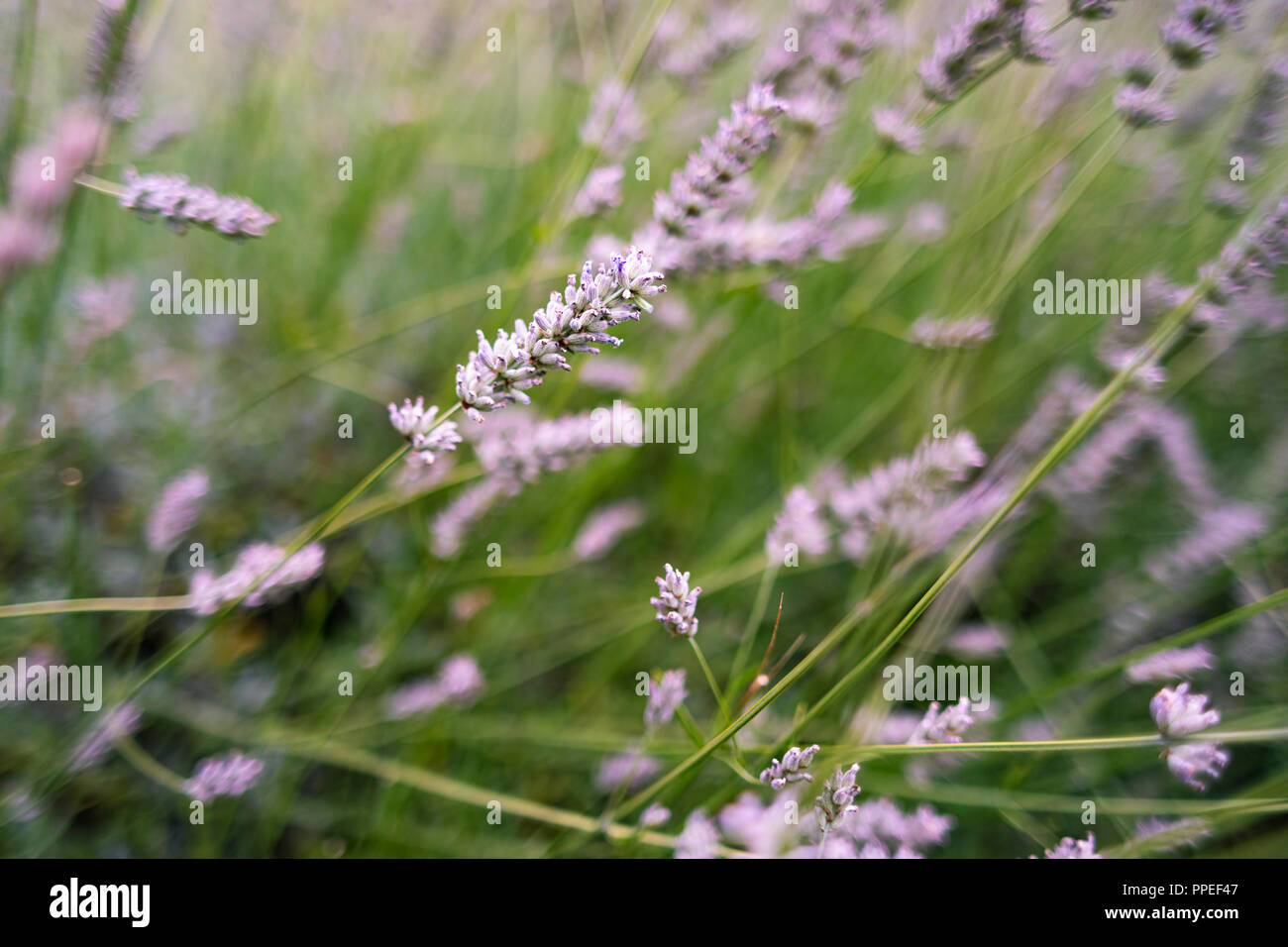 Flache Tiefenschärfe Schuß eines lila Lavendel Blumen und Bush. Stockfoto
