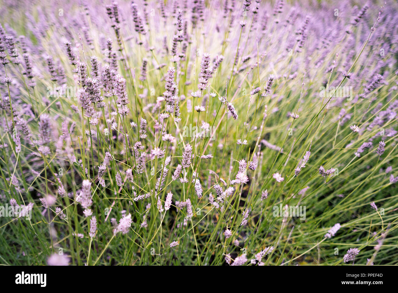 Flache Tiefenschärfe Schuß eines lila Lavendel Blumen und Bush. Stockfoto