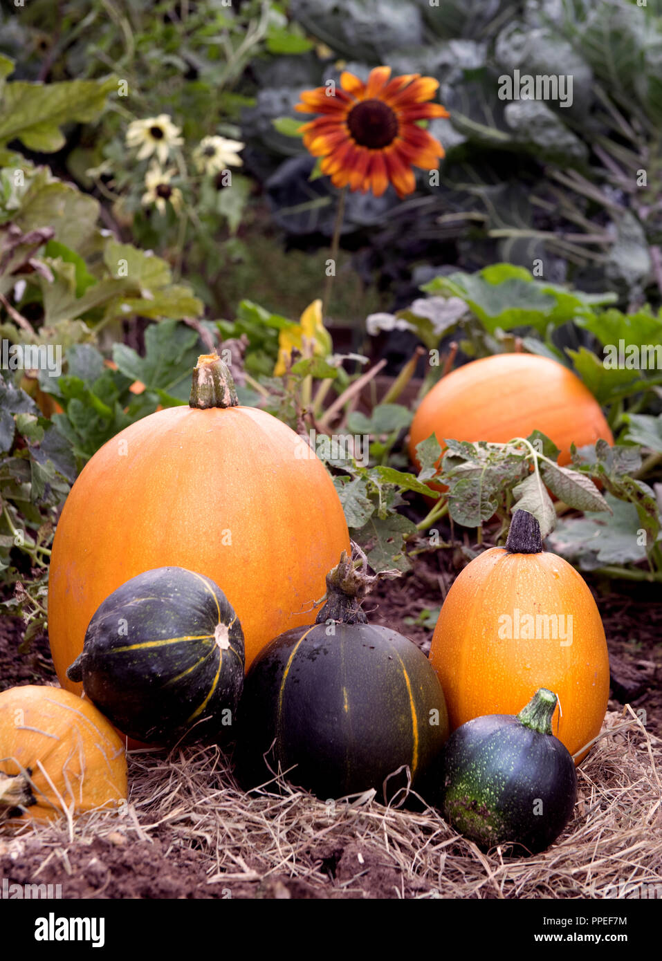 Kürbisse und Zucchini mit Sonnenblumen auf einem erhöhten im Spätsommer, Großbritannien Stockfoto