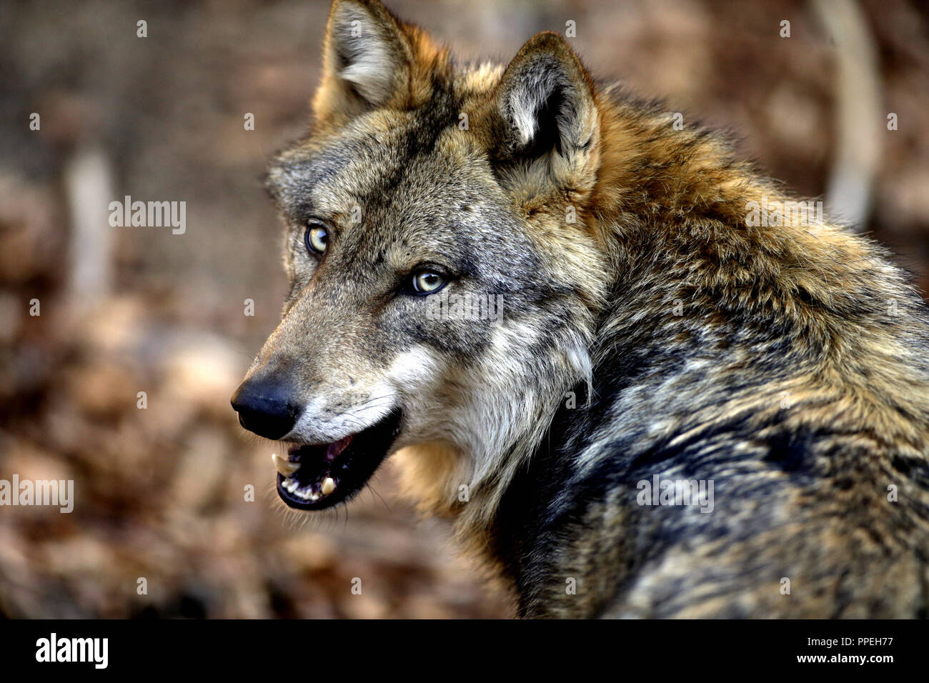 Wolf Im Tiergehege des Nationalparkzentrum Falkenstein im Bayerischen Wald. Stockfoto