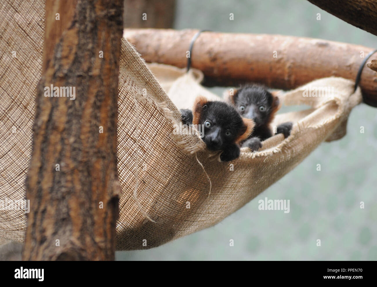 Twin Nachkommen in der Münchner Tierpark Hellabrunn am Affen. Die beiden kleinen Vari Lemuren in ihren Schlafplatz. Stockfoto