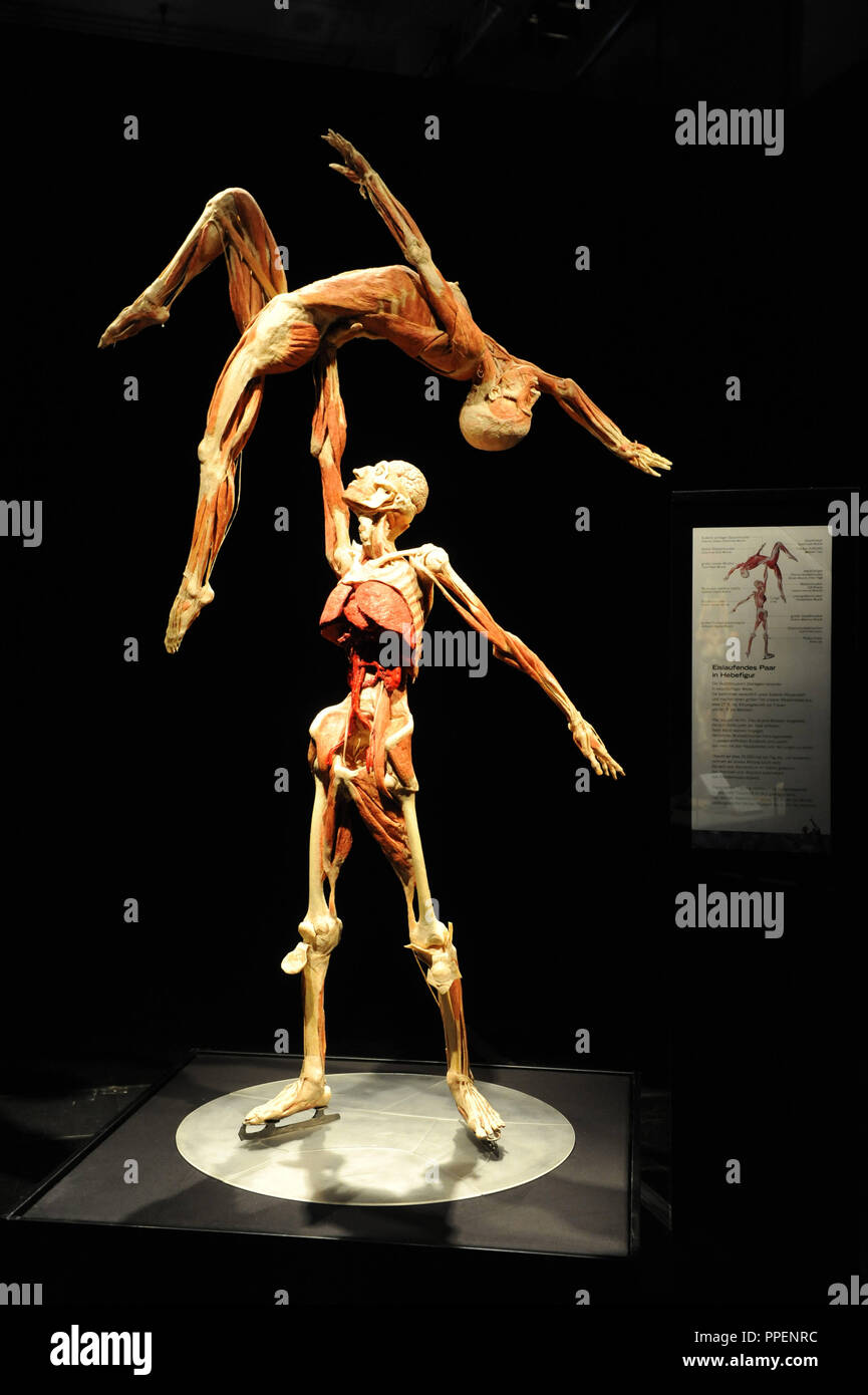 plastination-plastinated-fotos-und-bildmaterial-in-hoher-aufl-sung
