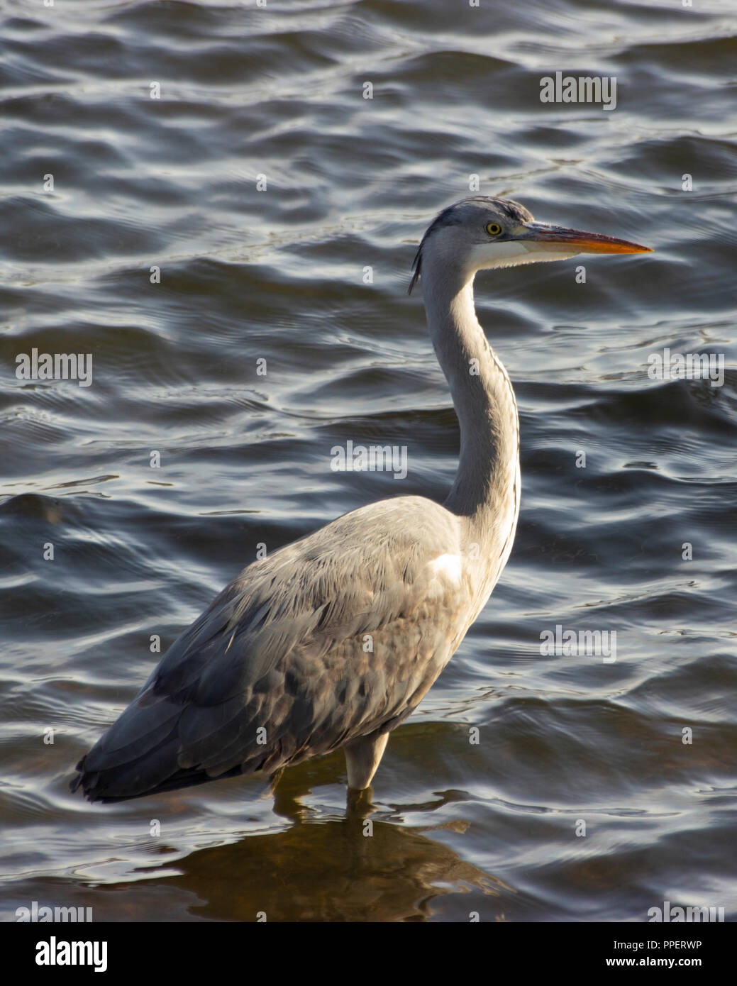 Reiher am Pen Teiche, Richmond Park Stockfoto