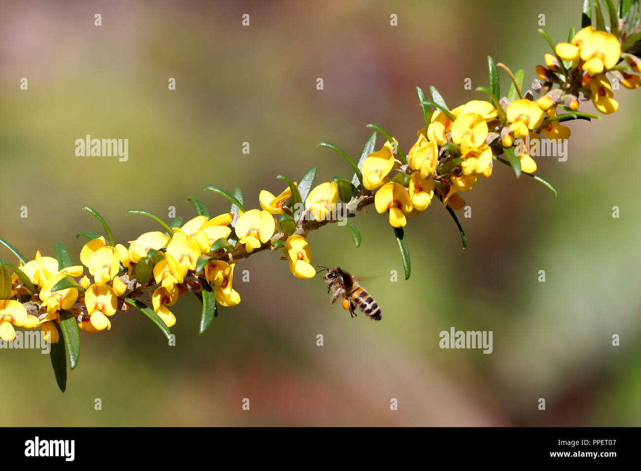 Honig Biene auf gemeinsame Aotus Stockfoto