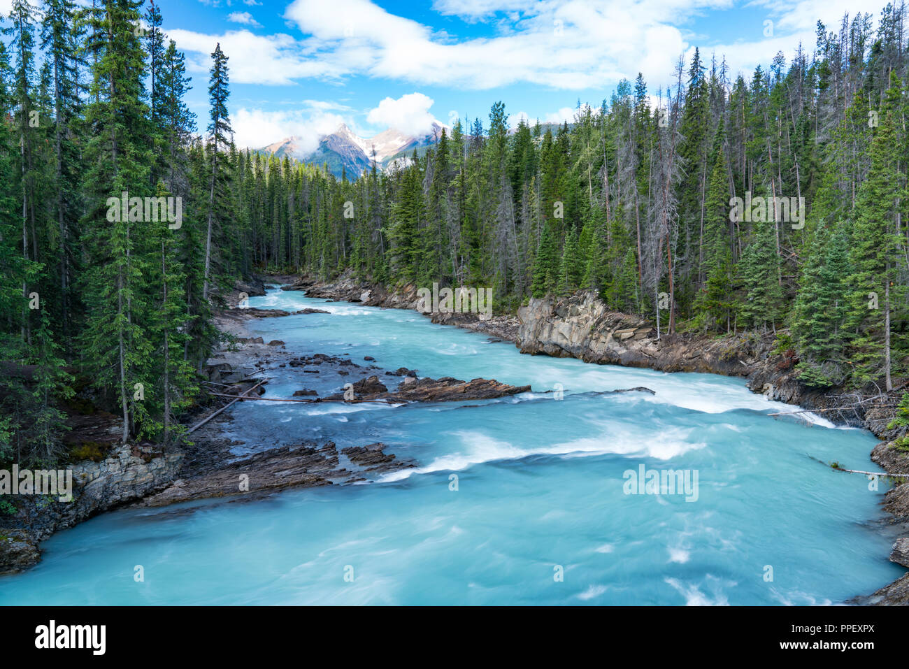 Türkis Gletscherfluss im Yoho National Park, British Columbia, Kanada Stockfoto