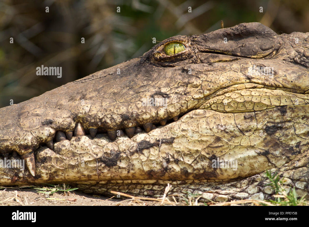 Die grünen Augen mit vertikalen Schüler Schlitz geben das Krokodil bemerkenswert guten Anblick und der transparenten nictating Membran gibt Underwater vision Abhängigkeit Stockfoto