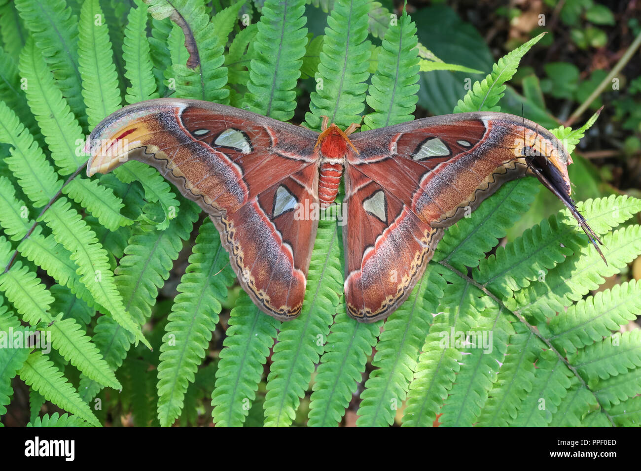 Der Atlas Moth sitzt auf einem Blatt. Er ist der Schmetterling mit dem größten Tragfläche in der Welt Stockfoto