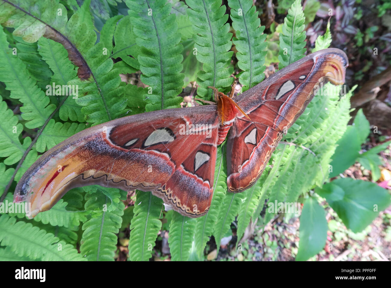 Der Atlas Moth sitzt auf einem Blatt der Farn. Er ist der Schmetterling mit dem größten Tragfläche in der Welt Stockfoto