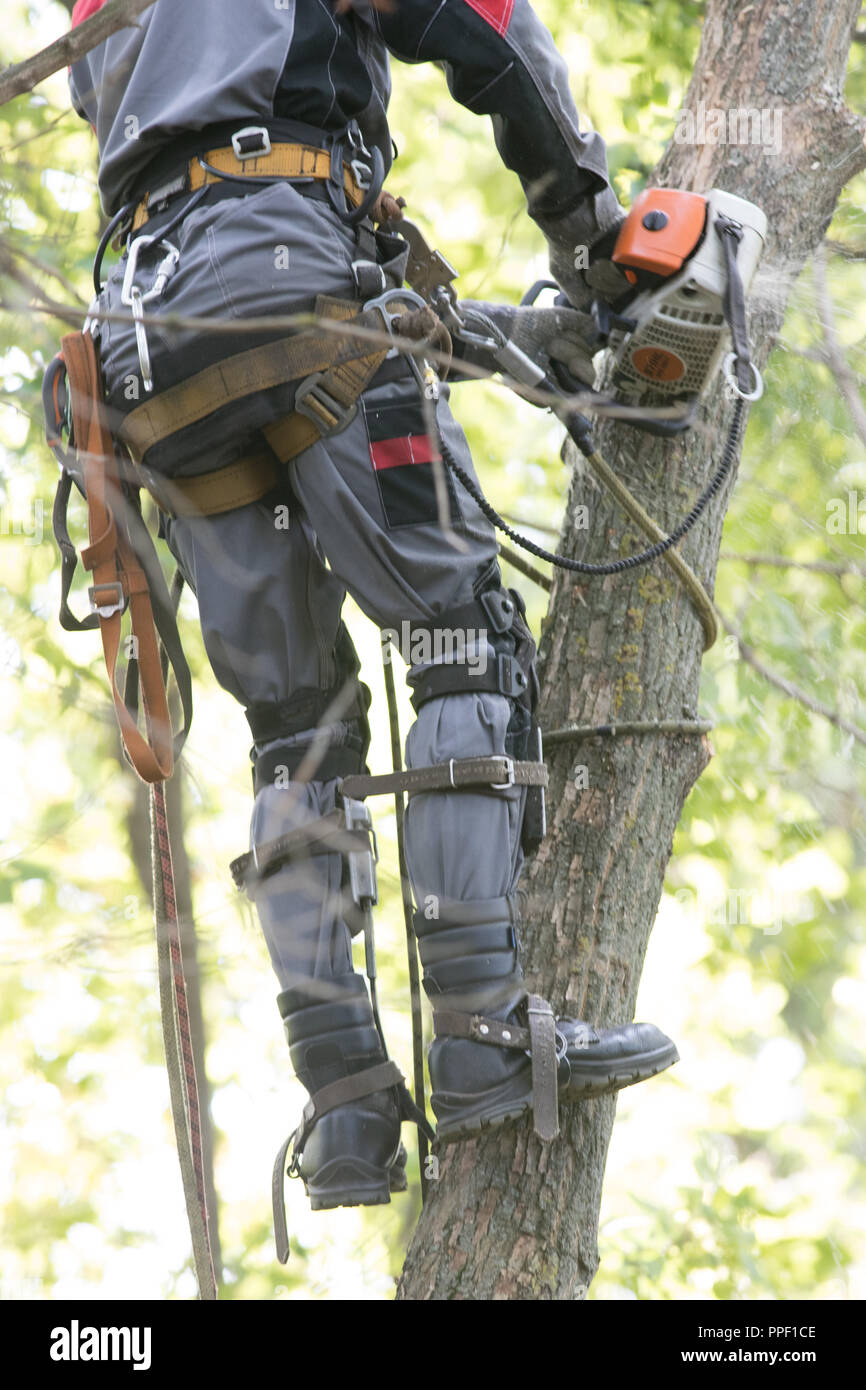 Man sägen ein Baum mit einer Kettensäge. Der Mann ist das Tragen von  Sicherheitsausrüstung Kleidung. Nahaufnahme Stockfotografie - Alamy