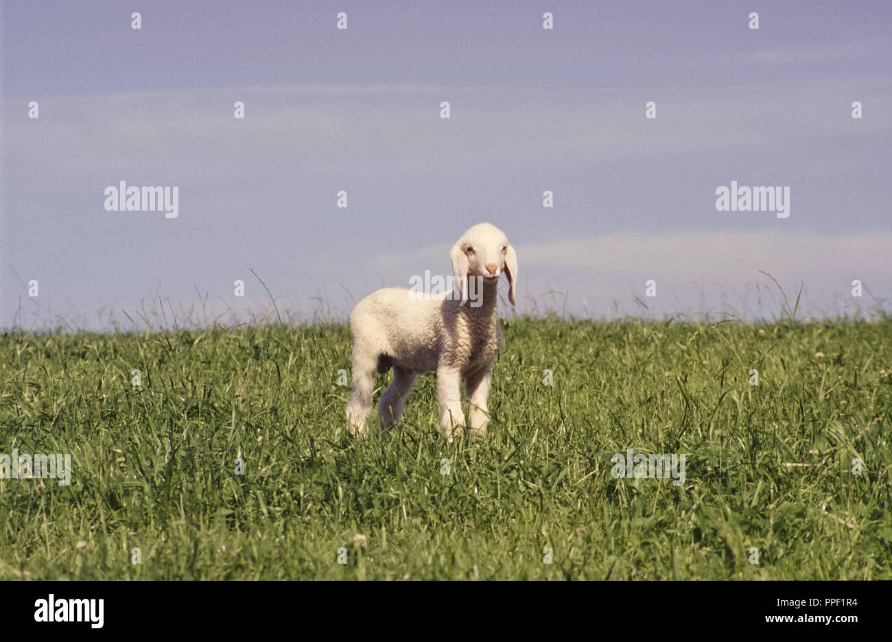Kleines Lamm auf einer Wiese in Bayern, Deutschland Stockfoto