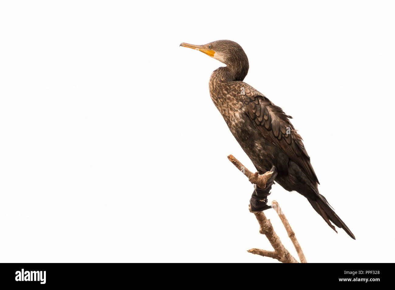 Eine indische Kormoran (Unreife, Dendrocopos fuscicollis), auf einem Zweig sitzend Stockfoto