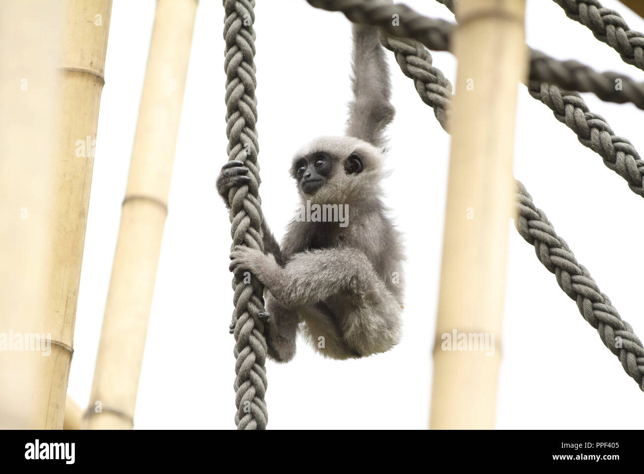 Die Silbrigen gibbon Nachkommen Mia wird unabhängig in der Münchner Tierpark Hellabrunn. Der jüngste, kaum zehn Monate alten silbernen Gibbon ist offenbar unter den Stars des Zoos. Stockfoto