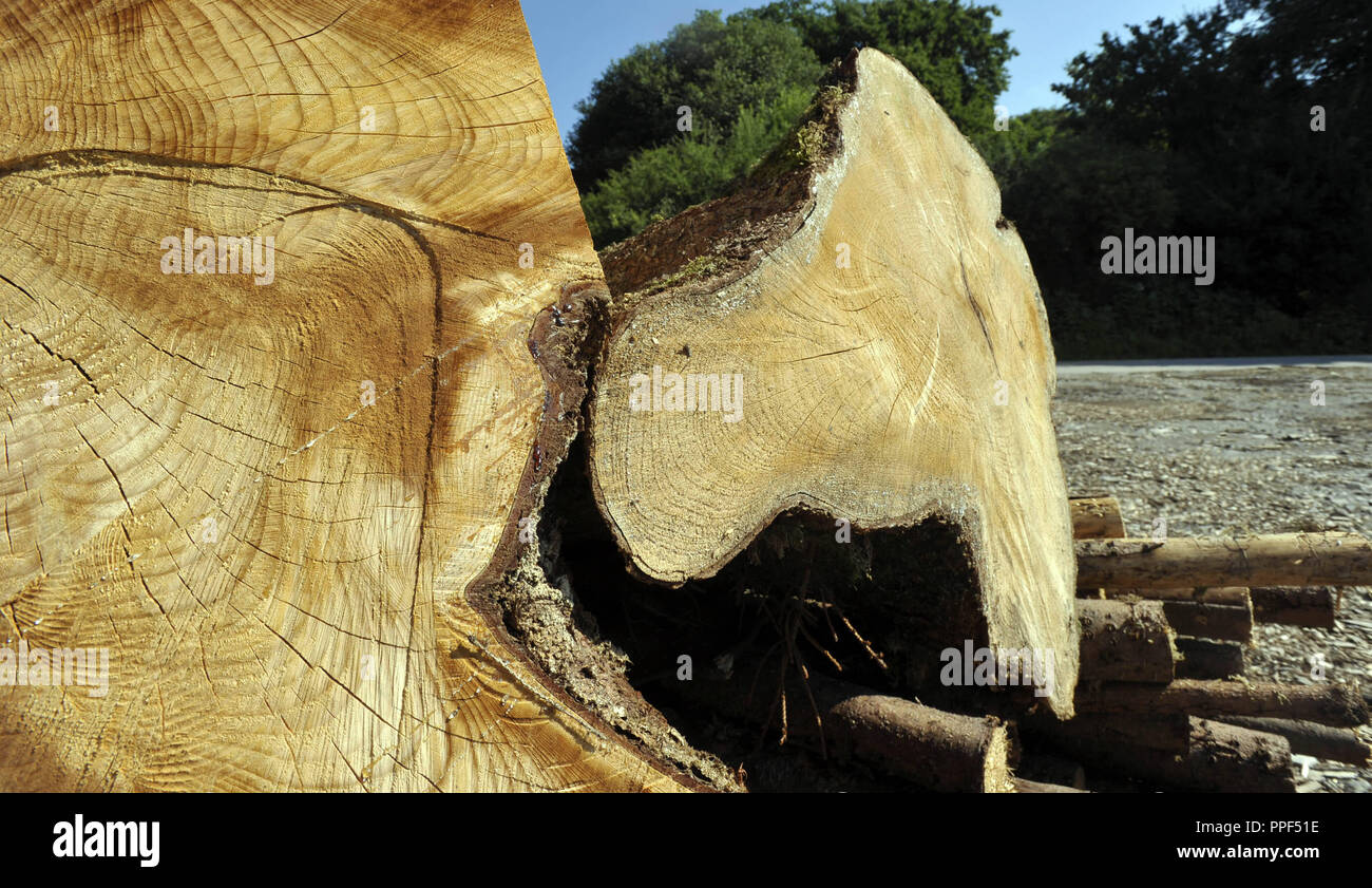 Trunks von gefällten Bäumen in einem Wald in der Nähe von München. Stockfoto