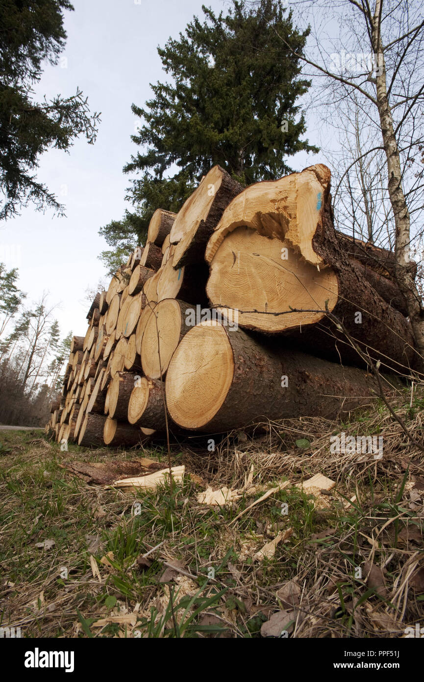 Gefällte Bäume im Perlacher Forst. Stockfoto