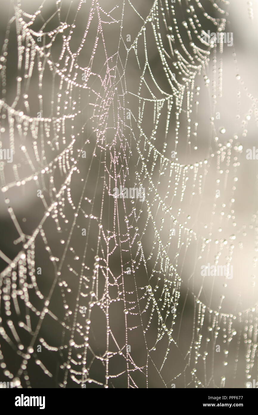 Dewey Spiderweb Stockfoto